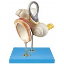 INNER EAR, AUDITORY OSSICLE & TYMPANIC MEMBRANE